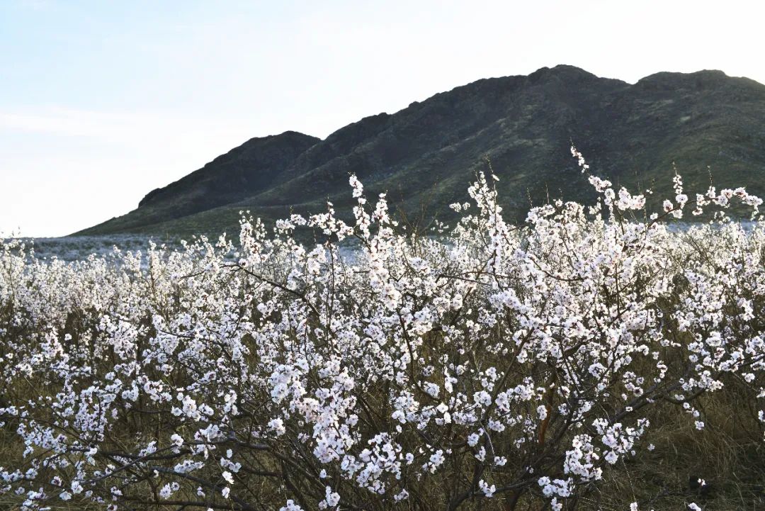 内蒙古通辽扎鲁特旗5条自驾游线路和景点攻略