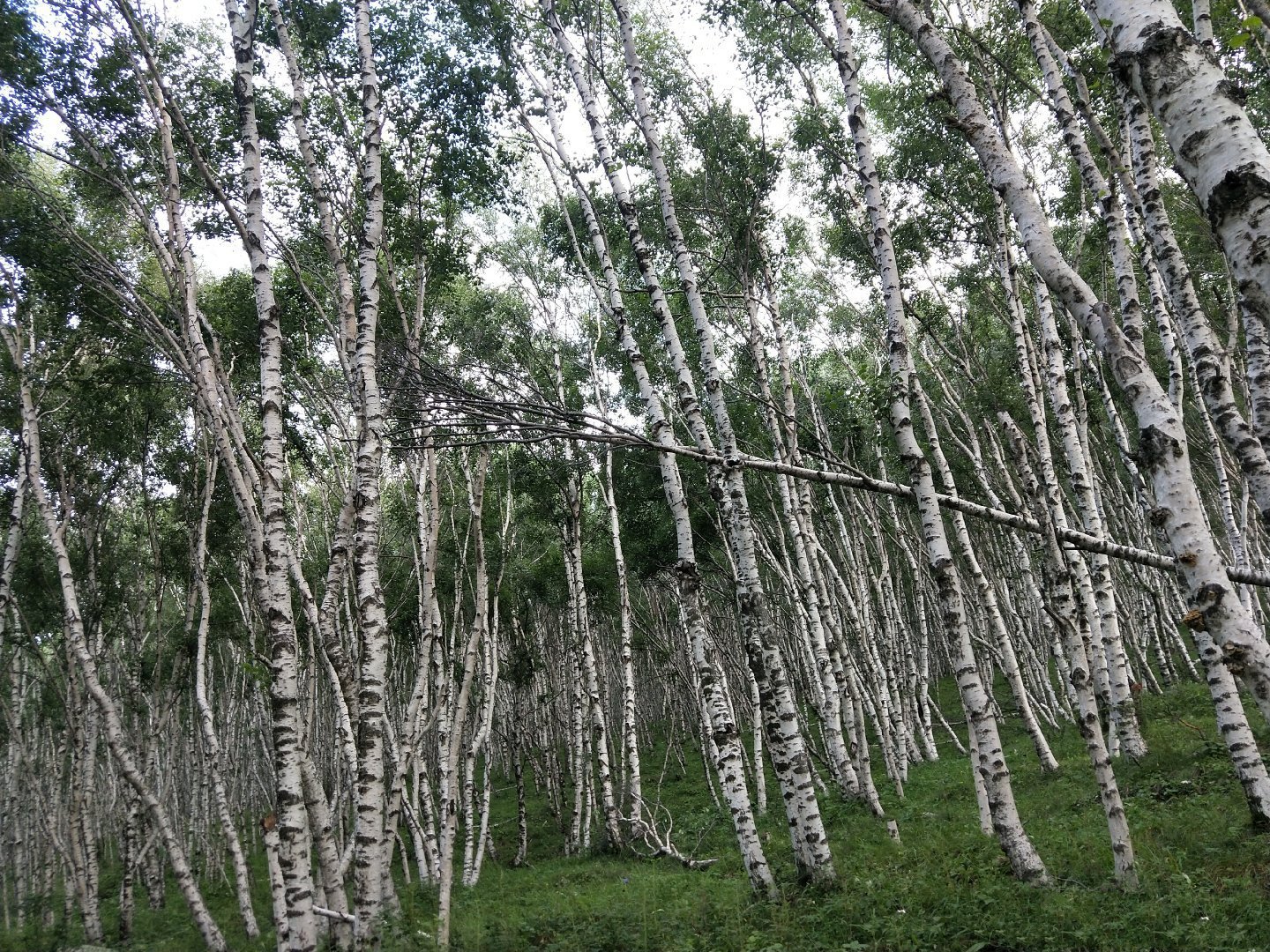 内蒙呼和浩特市内游,五一内蒙古呼和浩特及周边游