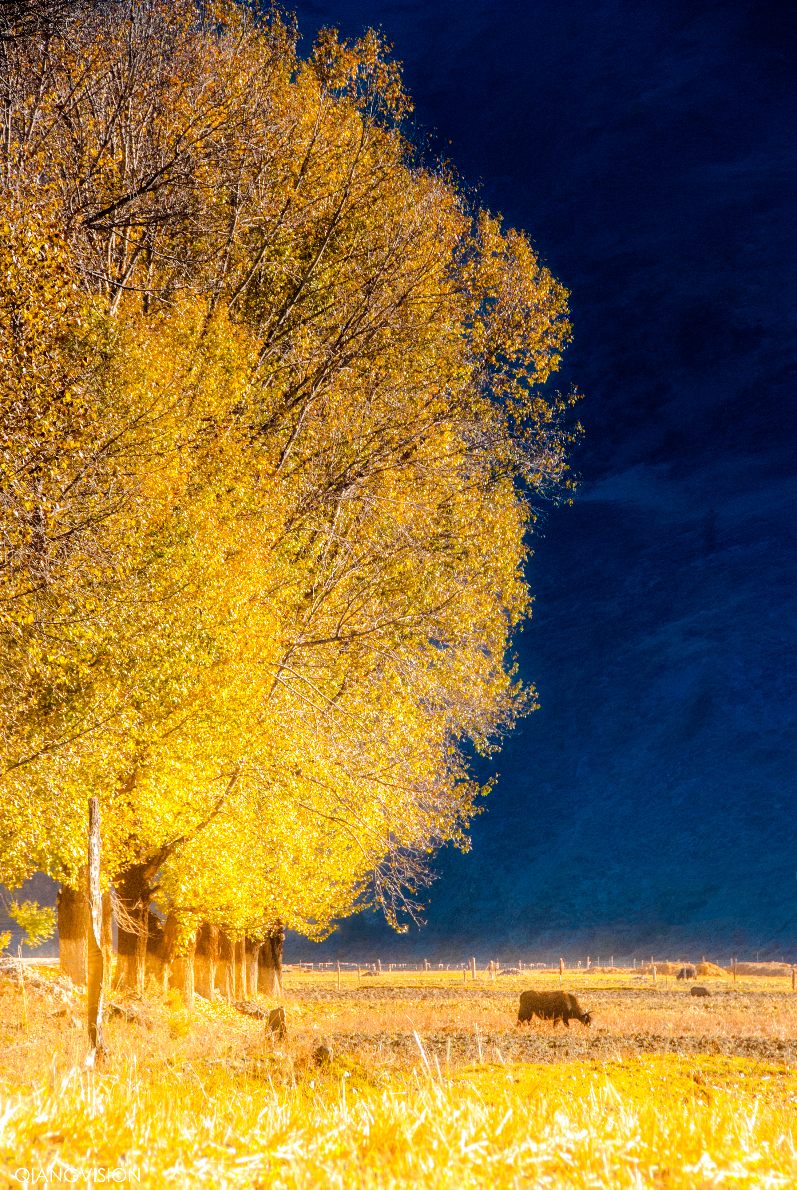 成都周边秋天美到极致的秋色,成都近郊游最美秋色