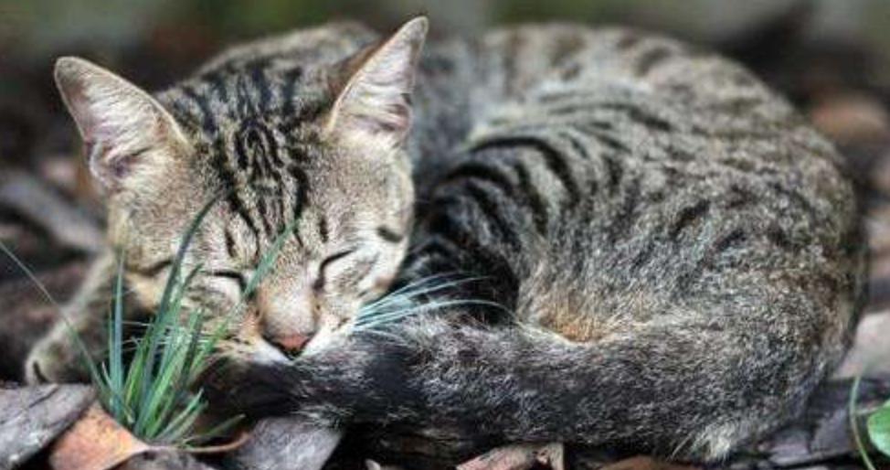 猫咪不同的睡姿,表达的情绪可不一样,快看看你家猫咪属于哪种？