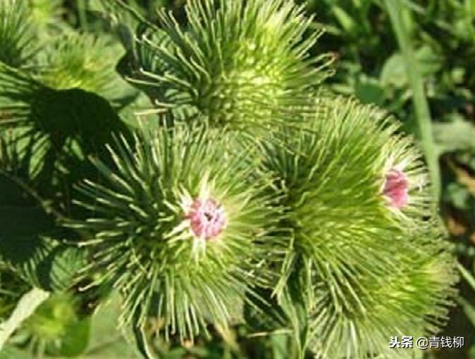 牛蒡湖北能种植么,牛蒡种植方法