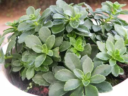 养心菜救心菜种植密度,2022年种植救心菜前景如何