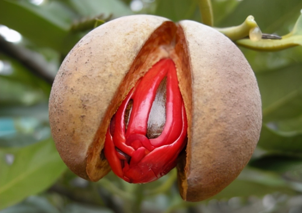 古人都把十三岁的少女叫做豆蔻年华，那么豆蔻到底是个啥东西？