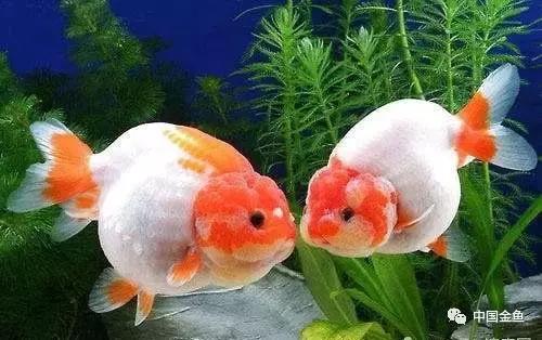 养金鱼的技巧和方法方便简单,初养金鱼的技巧和方法