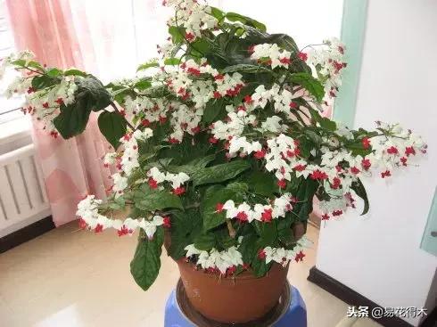 盆栽红豆杉落叶干枯怎么办,盆栽桔子树落叶是怎么回事