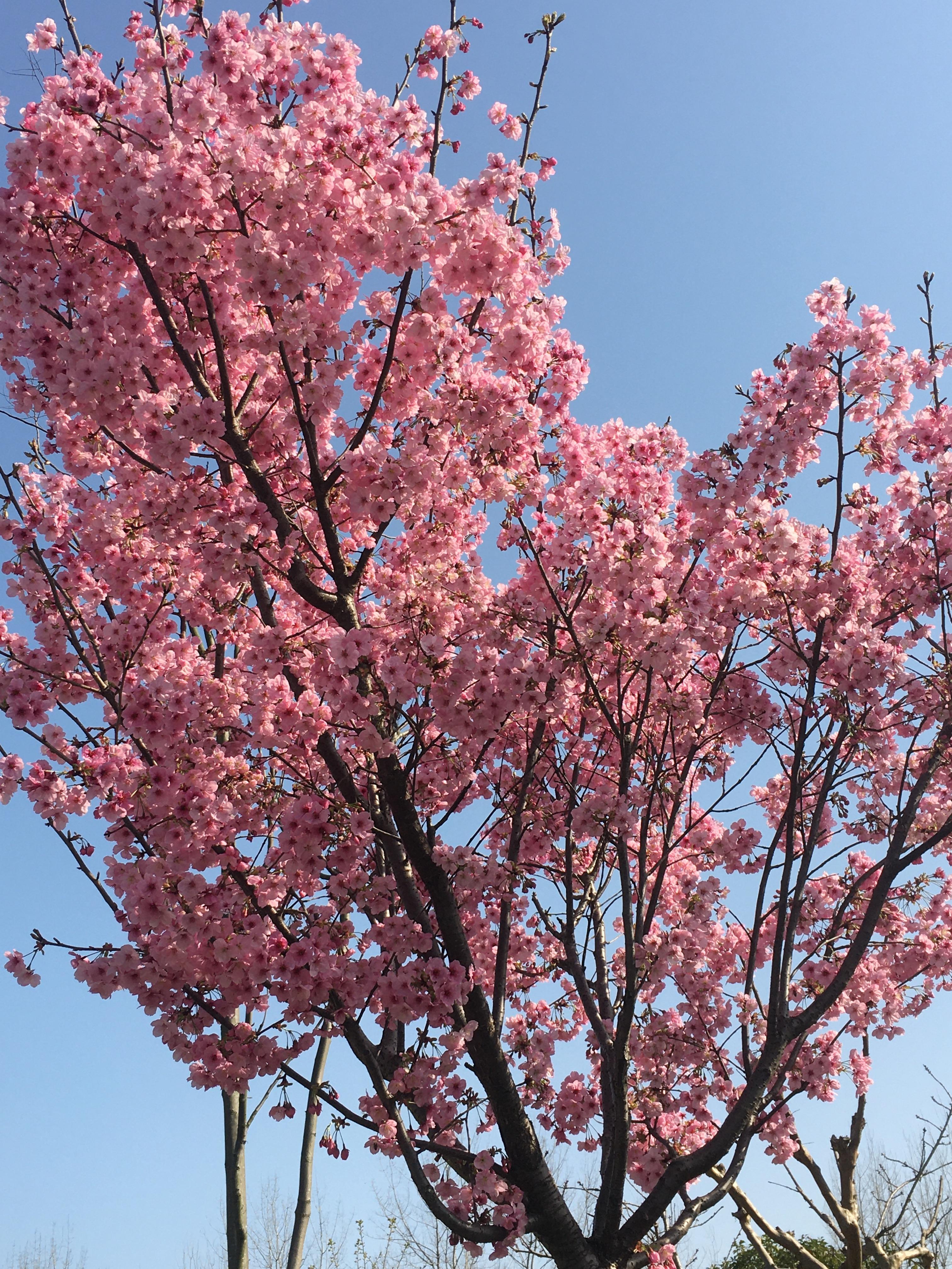 春天必打卡的樱花胜地顾村公园,顾村公园樱花照片视频
