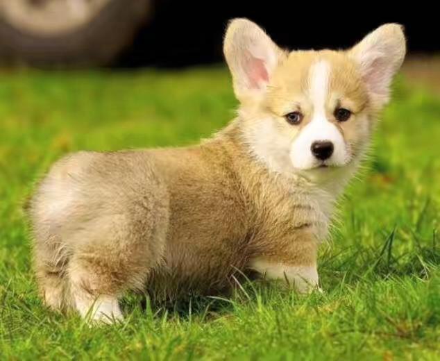 狗狗犬瘟热,犬瘟热的诊断和治疗意义