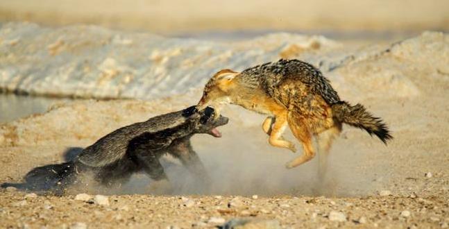 蜜獾平头哥不怕被毒么,平头哥蜜獾怎么不怕任何动物