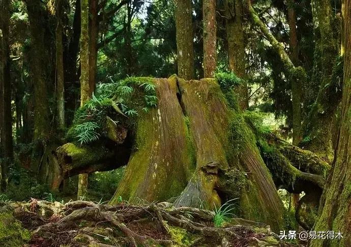宝岛阿里山风景,山水风景台湾阿里山