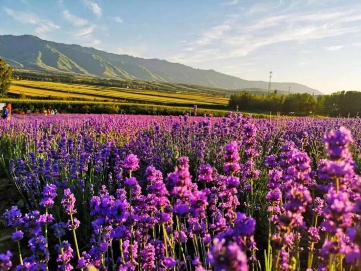 精油属于什么功效性产品,精油到底有什么作用