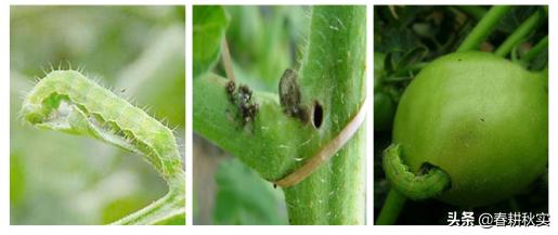 棉铃虫危害番茄图,番茄棉铃虫的防治方法