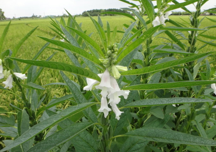 笠翁对韵中的精美词句,笠翁对韵的国学心得