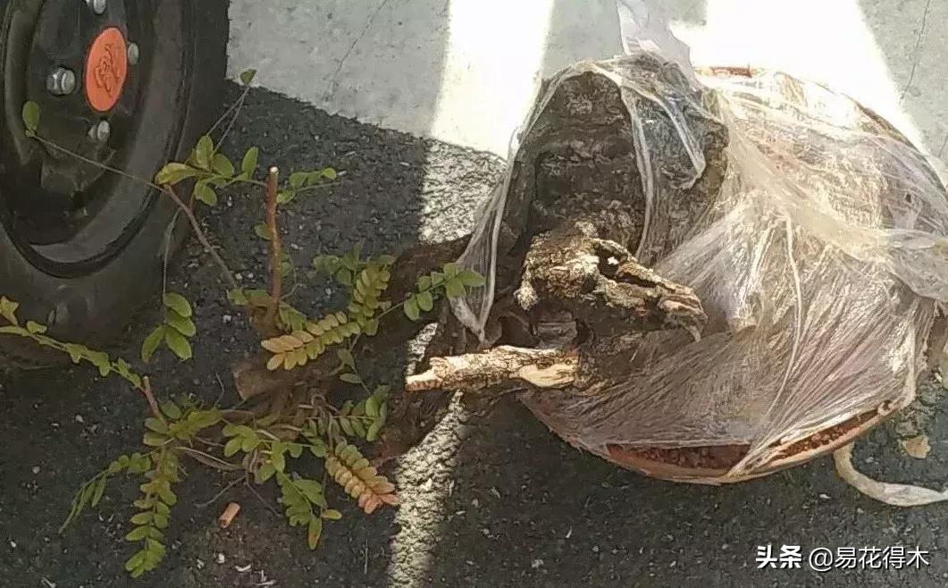 清香木盆景黄叶掉叶是什么原因,清香木黄叶掉叶如何处理