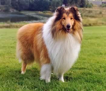 世界上所有的狗品种图片,世界最名贵的狗前十名及其简介