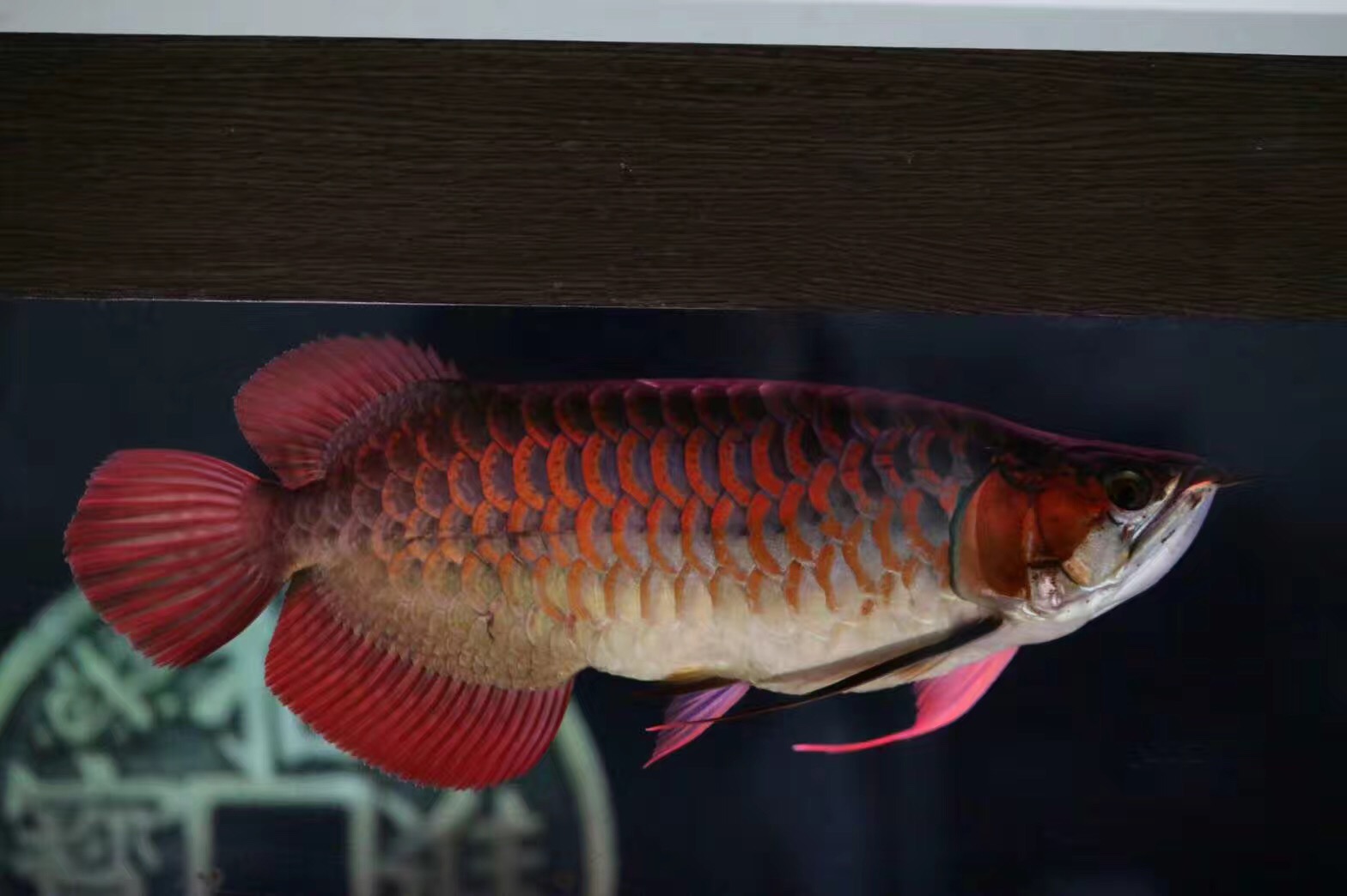 奥倍齐硝化细菌使用方法,速倍妥硝化细菌