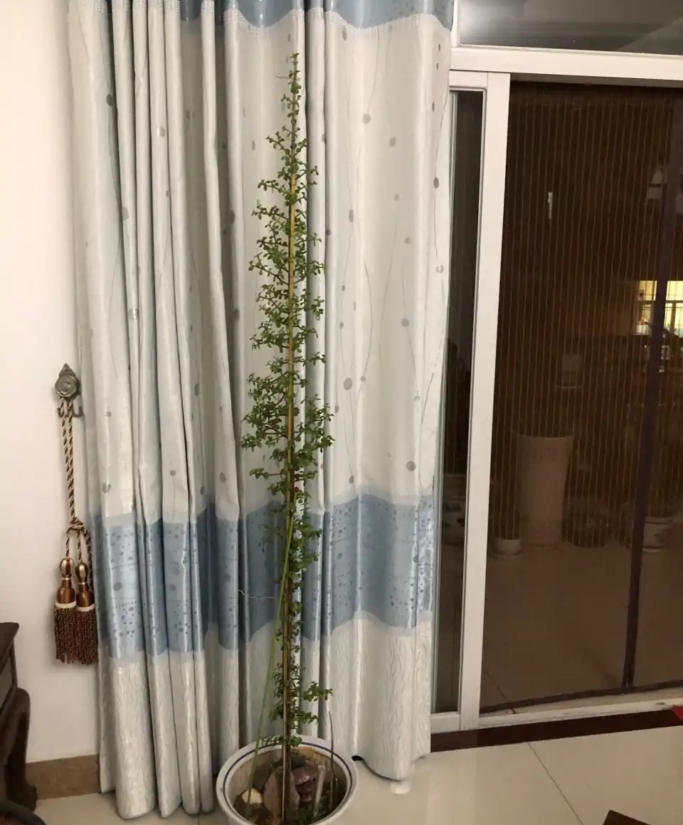100种绿植大全,50种盆栽绿植花卉大全