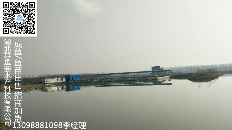 鮰鱼的养殖成本,鮰鱼种如何养殖