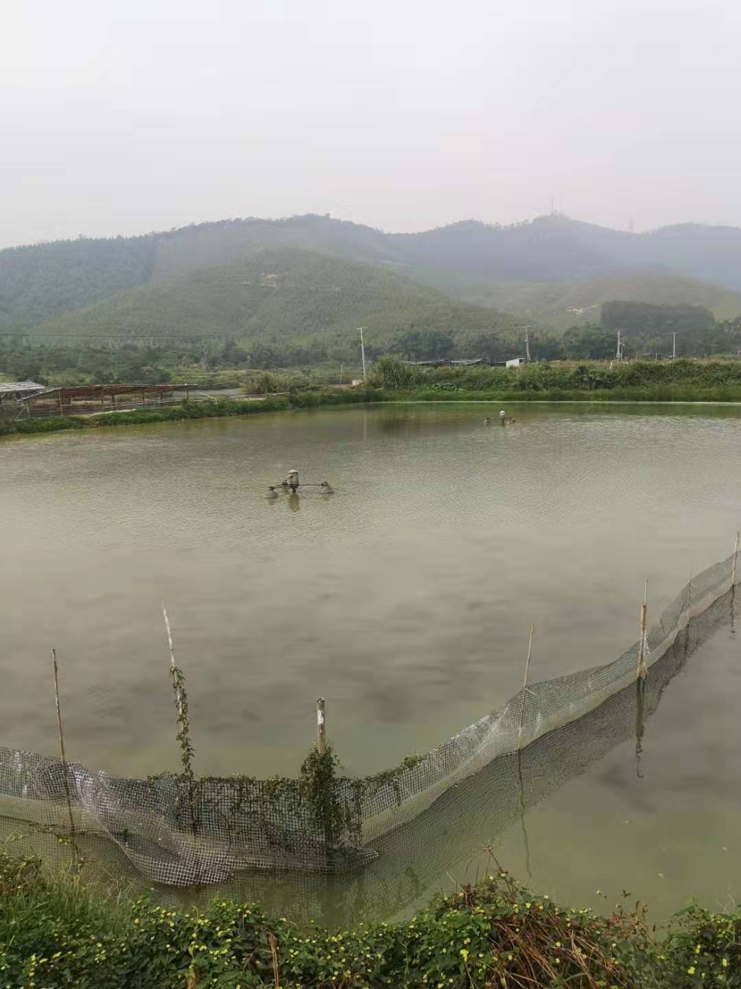 标苗时密度多大合适,标苗三要素