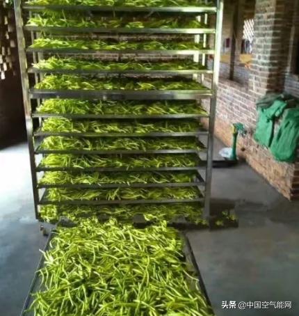 黄花菜采摘后怎么处理烘干,下雨天黄花菜蒸熟了怎样烘干