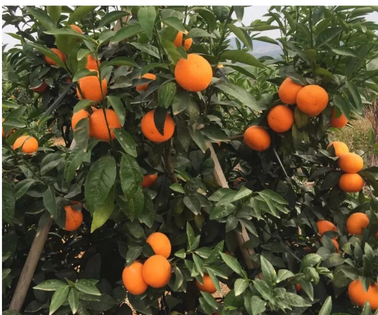 广西农特产品网网友是怎样分析米豆果蔬优质好吃原因的