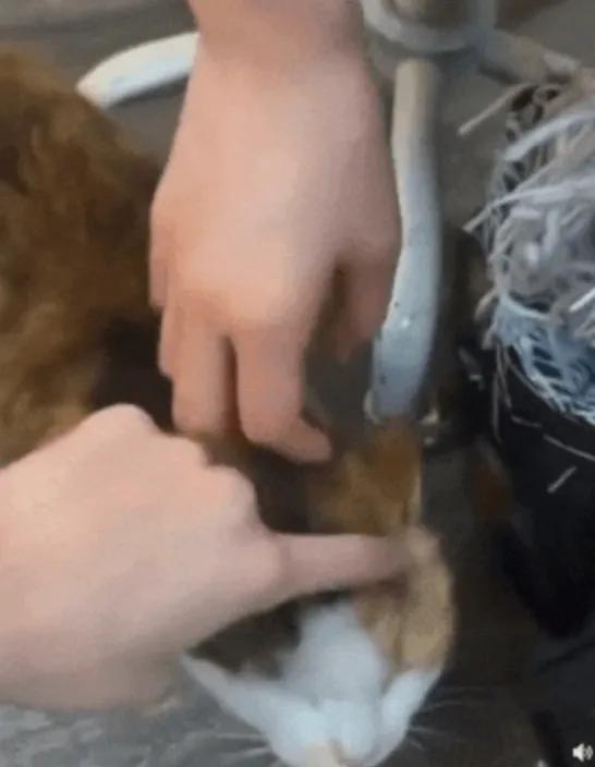 blackpink老大为什么是智秀,blackpink金智秀为什么被排挤