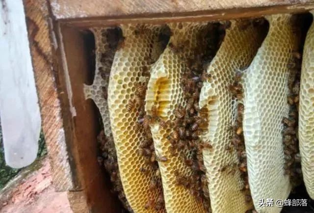 七大蜜蜂养殖秘诀教你怎么养蜂,在农村创业养殖蜜蜂前景如何