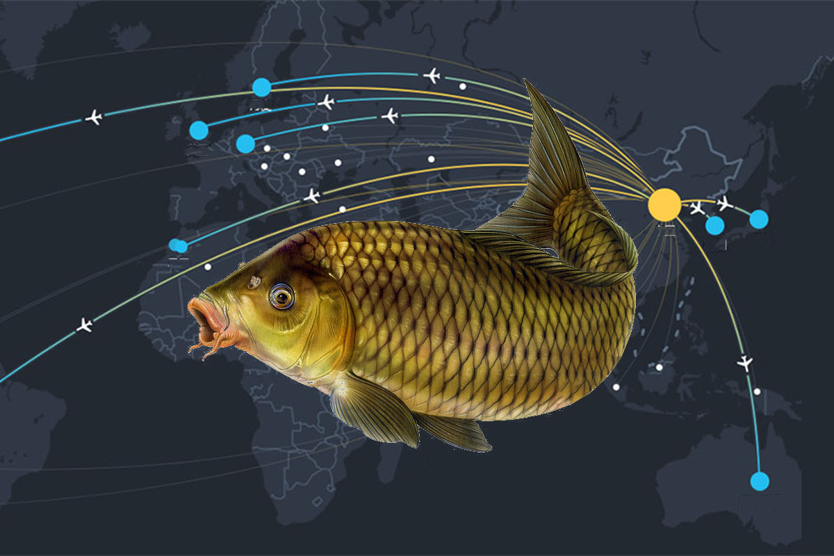 有控制鱼口过大的办法吗,如何解决鱼口小的问题