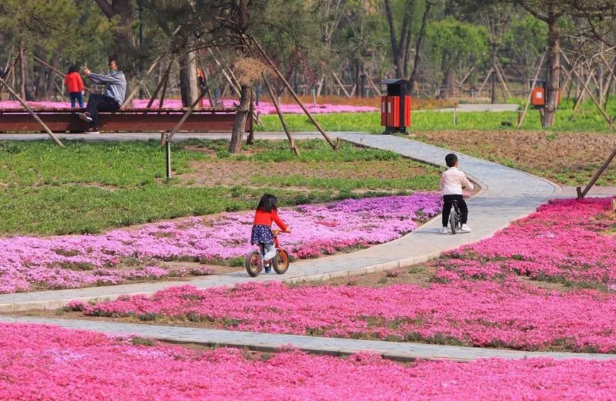 附近免费景点踏青网红打卡地,北京周边的四季花海