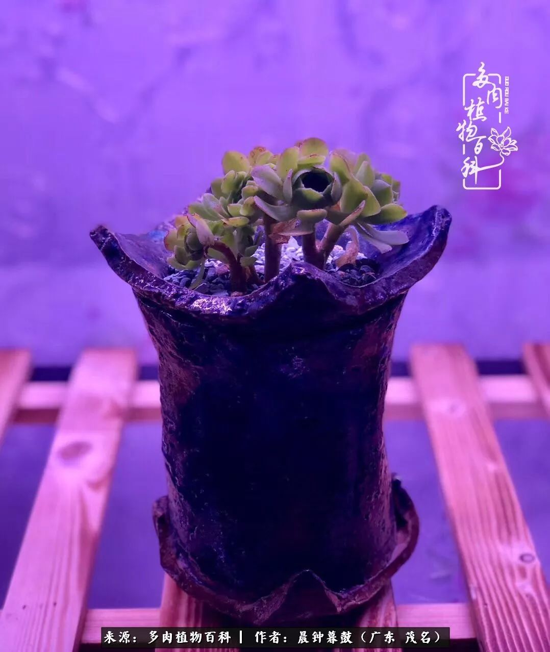 轻轻地告诉你,我的多肉也曾美过,不信你看看