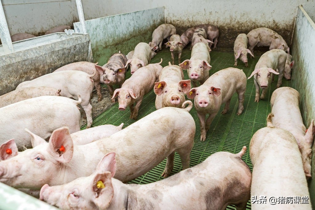 头孢噻呋钠兽药0.5克和1克的区别,头孢噻呋兽用临床应用