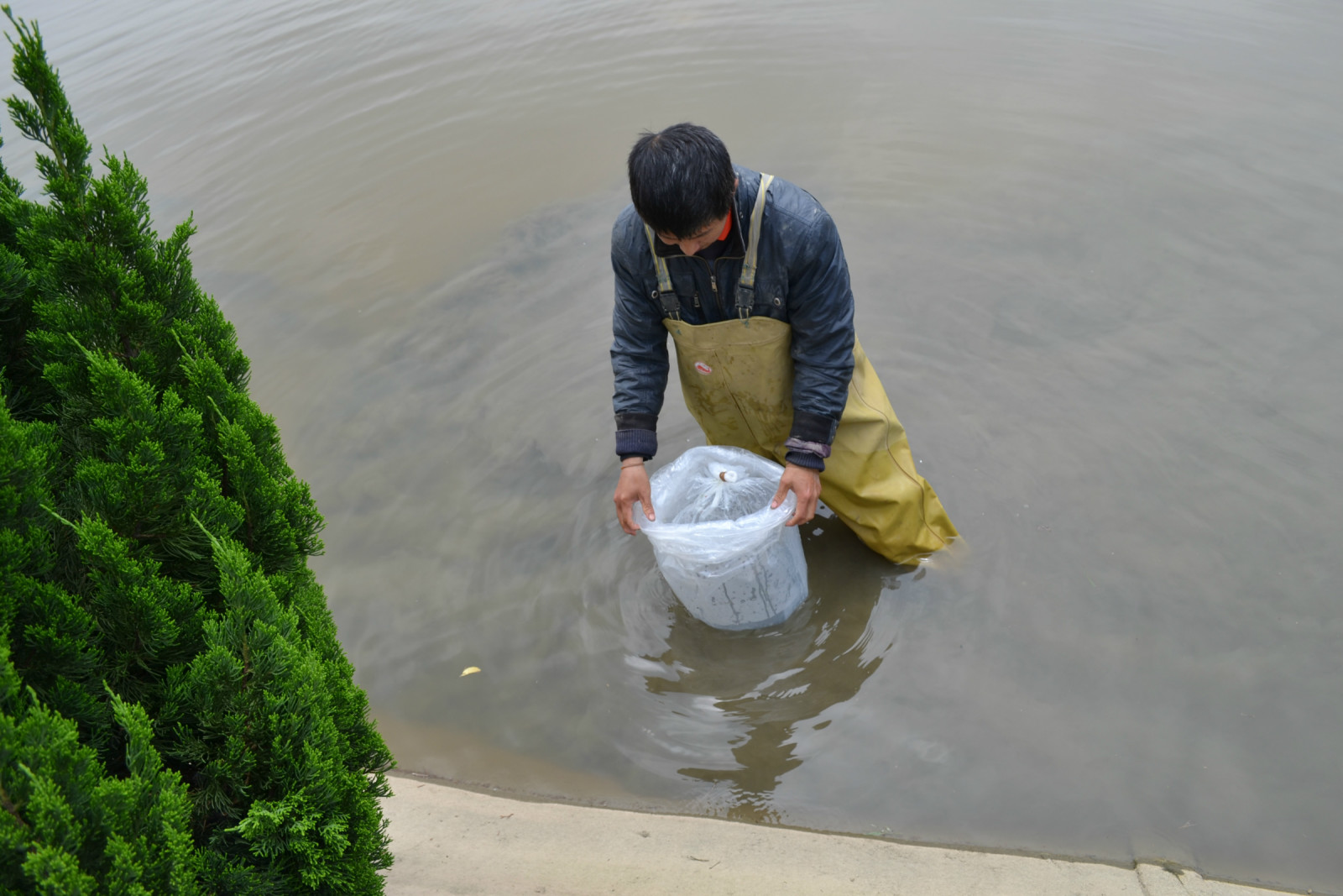 锦鲤池养殖方法图解,锦鲤繁殖全过程纪录片