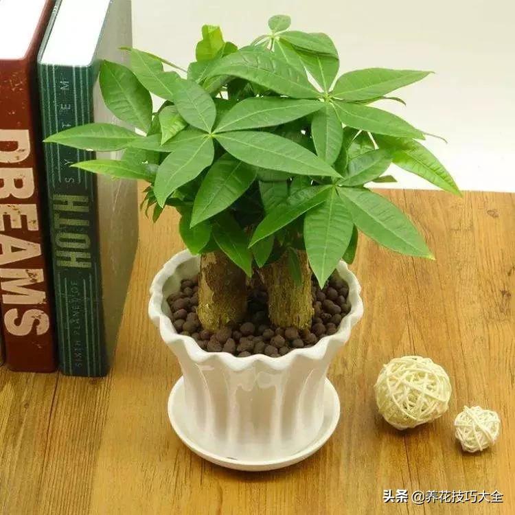 养发财树一定要注意以下几点,发财树容易被浇死