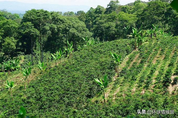 圭亚那是南美唯一不独立的国家吗,圭亚那为什么这么多华人