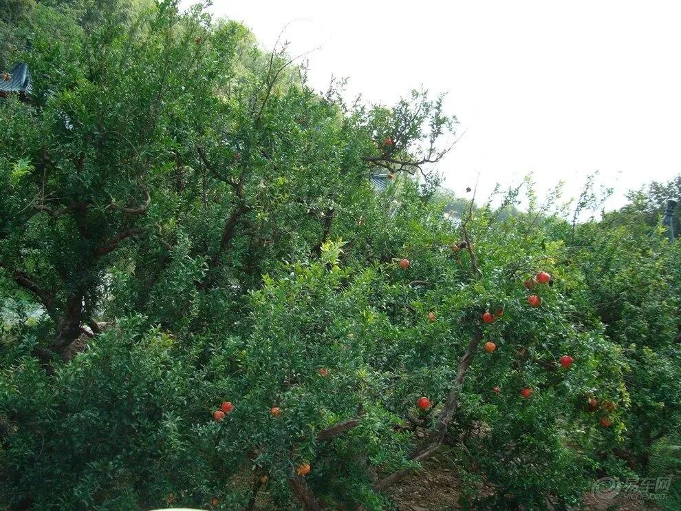 红河蒙自石榴,红河蒙自石榴花开