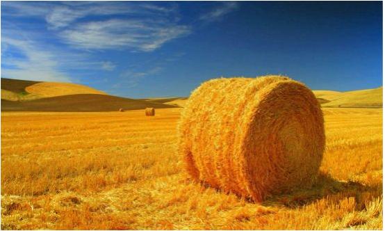 秋分节气你要知道的一些事情,秋分节气对应的农事