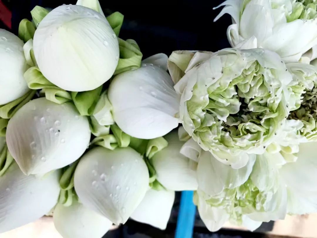 泰国清迈特产水果,泰国清迈的玫瑰