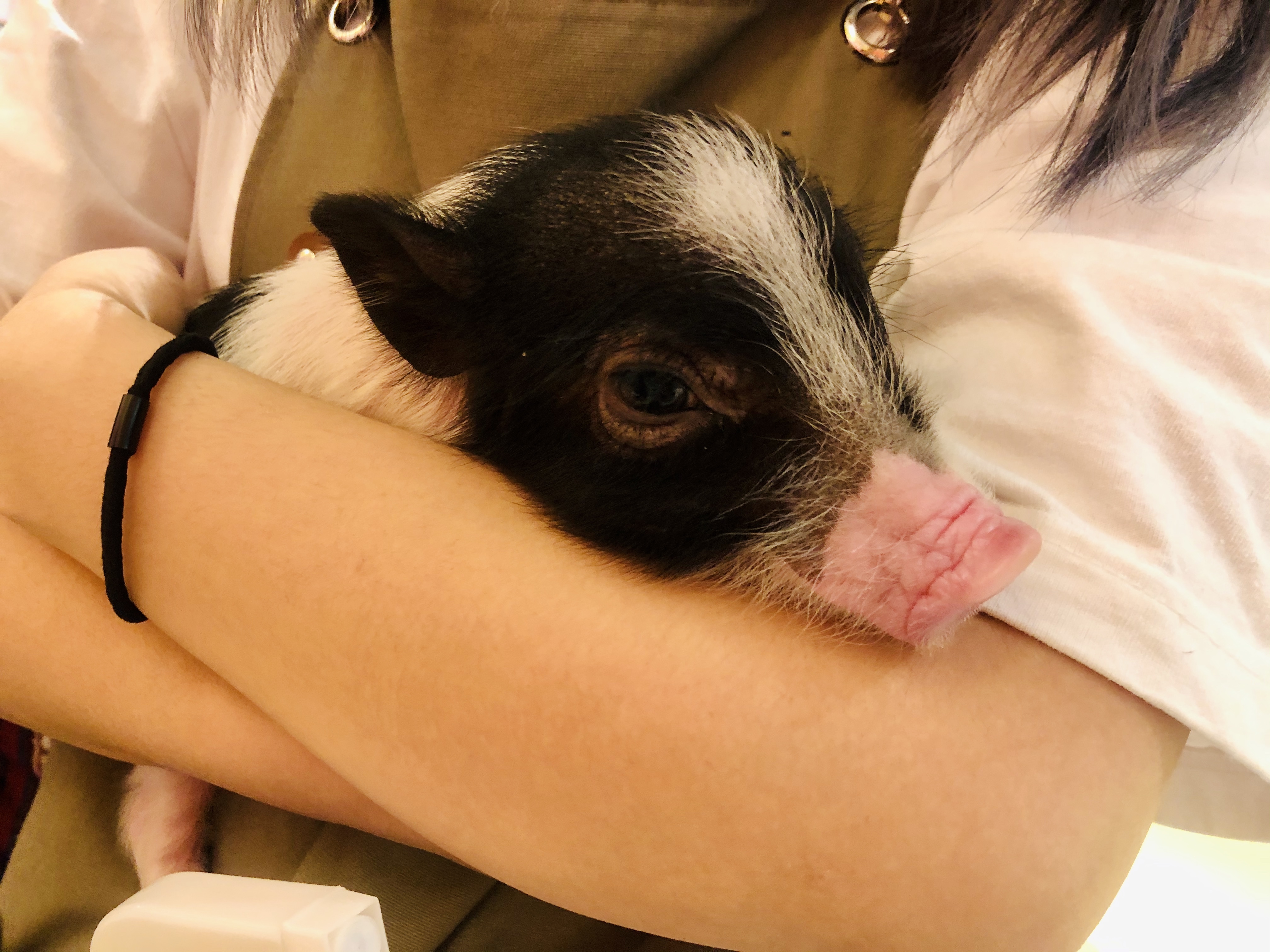 撸动物的网红店顺德,撸小动物的网红店北京世纪金源