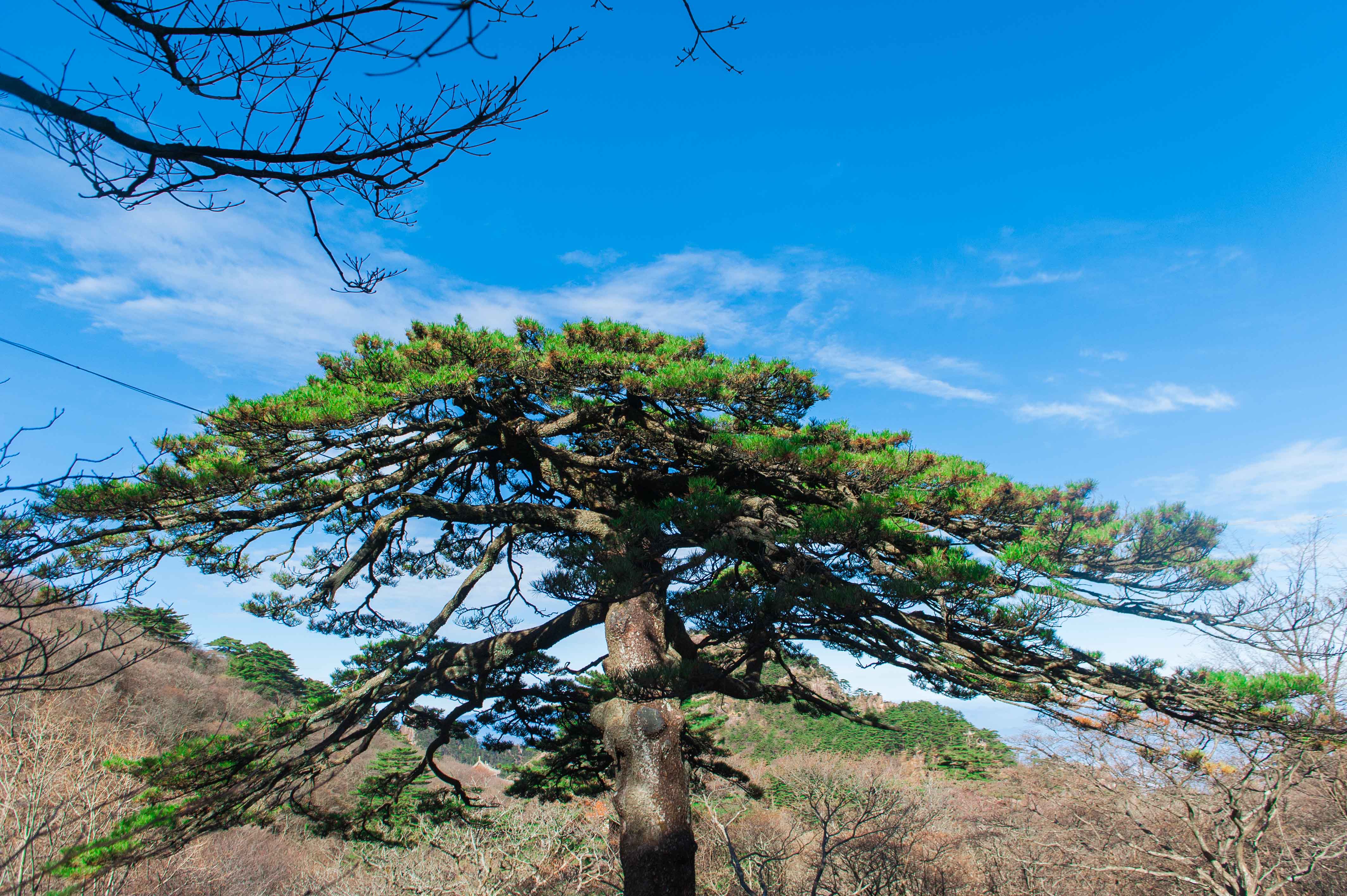 去黄山最美的季节,黄山最美丽的时刻