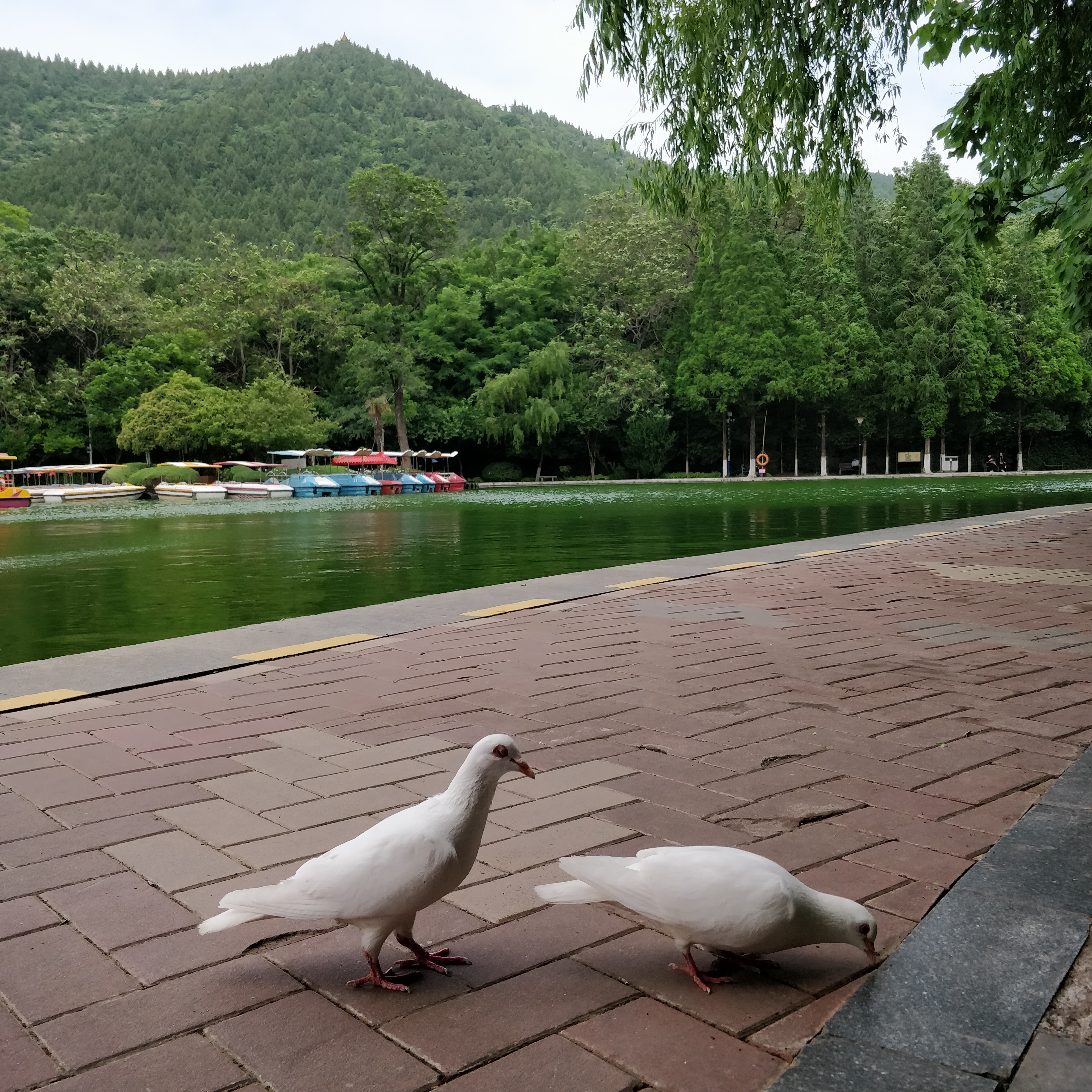 淮北相山公园相山之巅,我眼中的公园范文