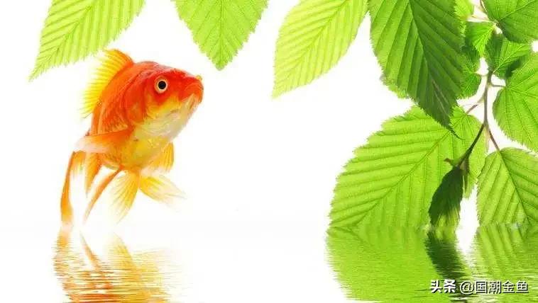 养鱼七律,养鱼七言诗