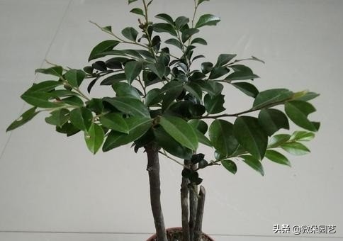 小叶紫檀盆栽的养护方法,小叶紫檀盆栽怎么养得好