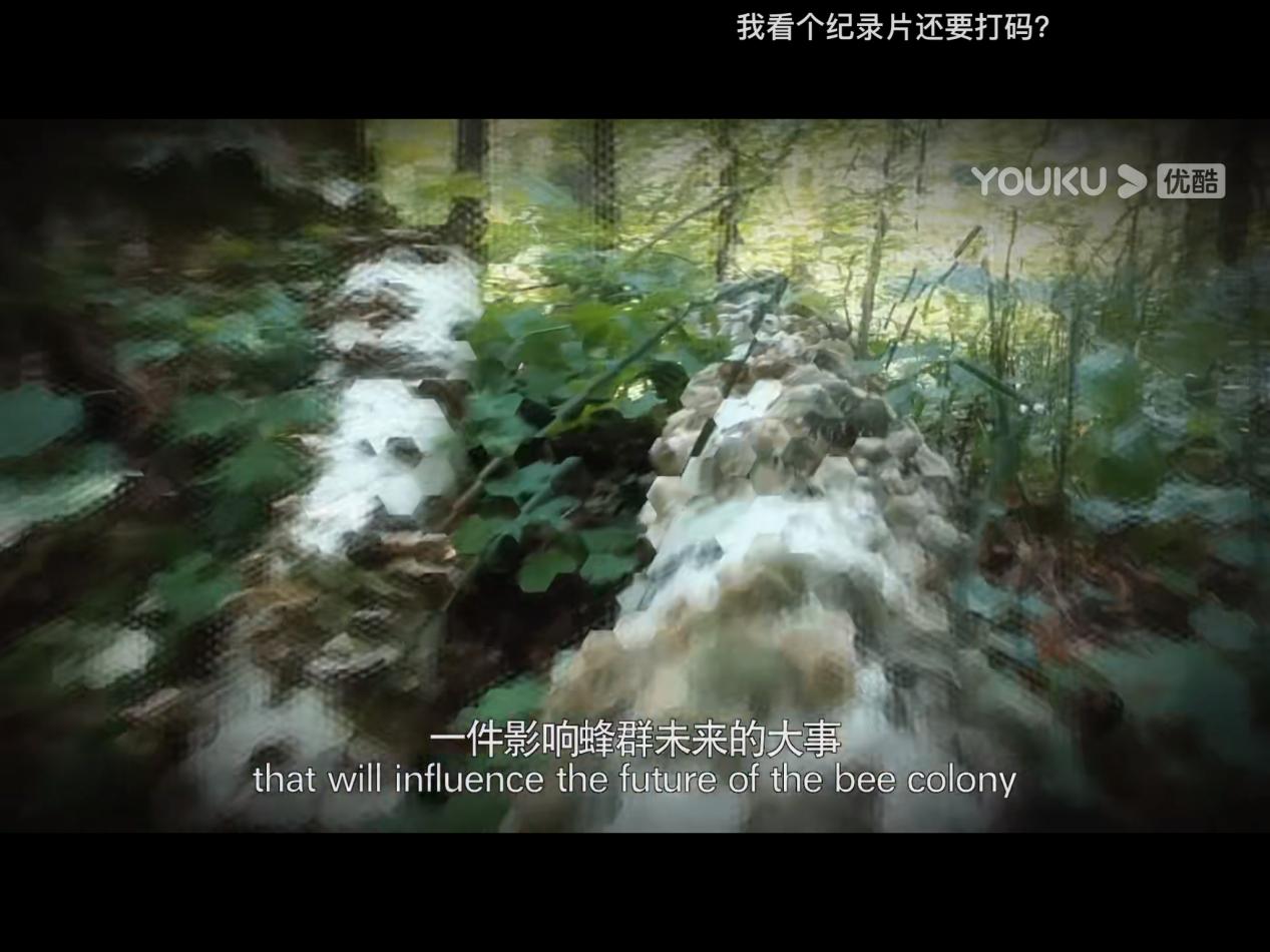 被蜜蜂蜇得乱跑,被蜜蜂蜇了怎么辨别有没有剧毒