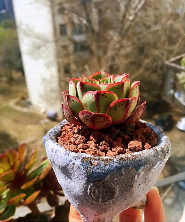 多肉买回来不长花箭,多肉买回来不换土几天浇水