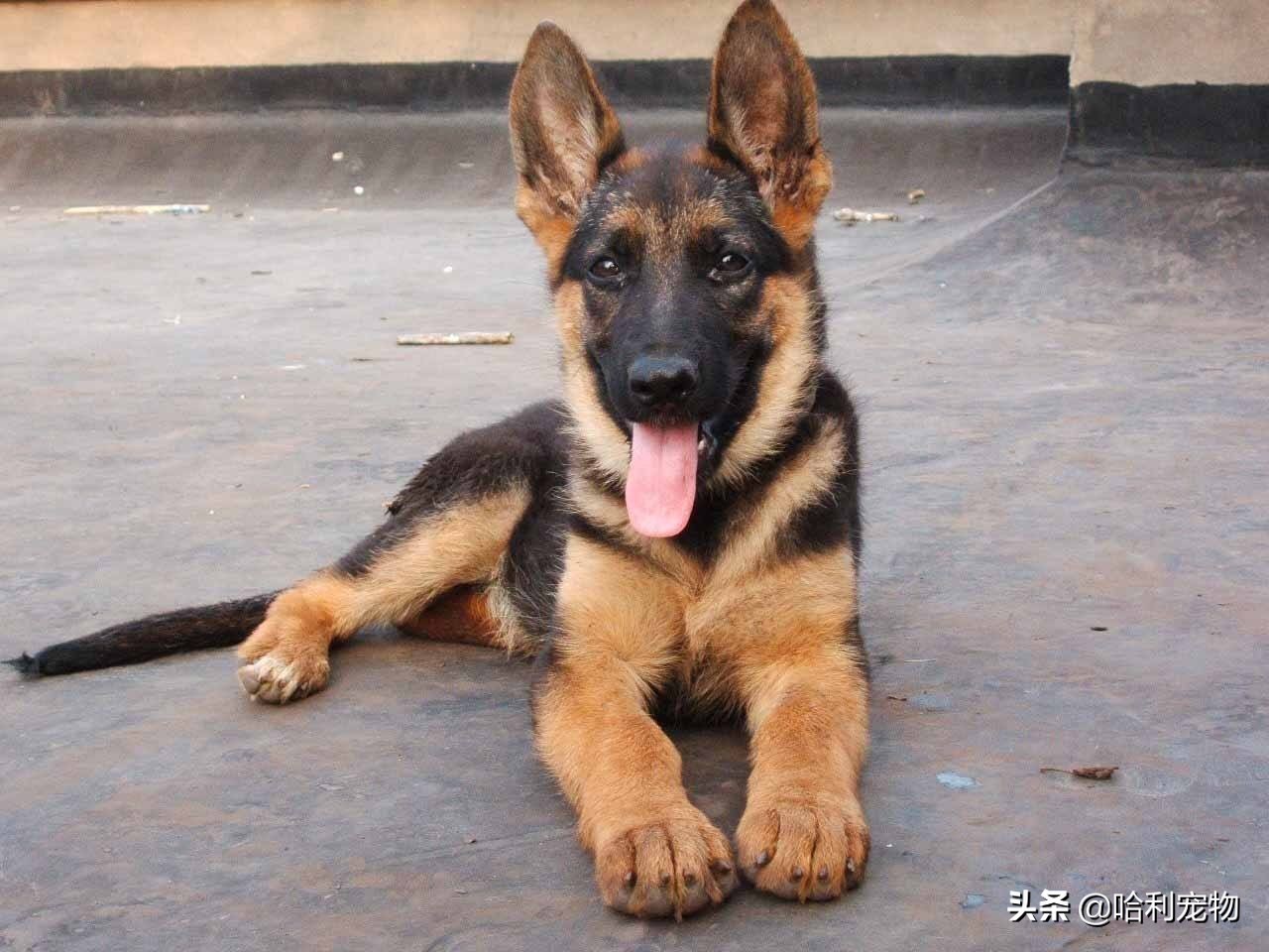 德牧还分两种？同根异枝，东德牧羊犬和西德牧羊