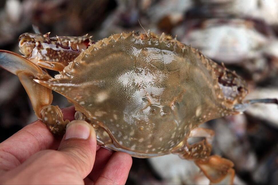 买螃蟹怎么选最有效,买螃蟹怎么挑选