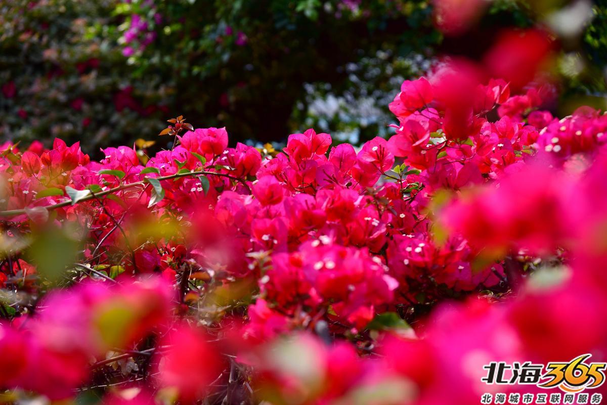 「多图」春天来了!北海街头的三角梅、黄花风铃开得好艳