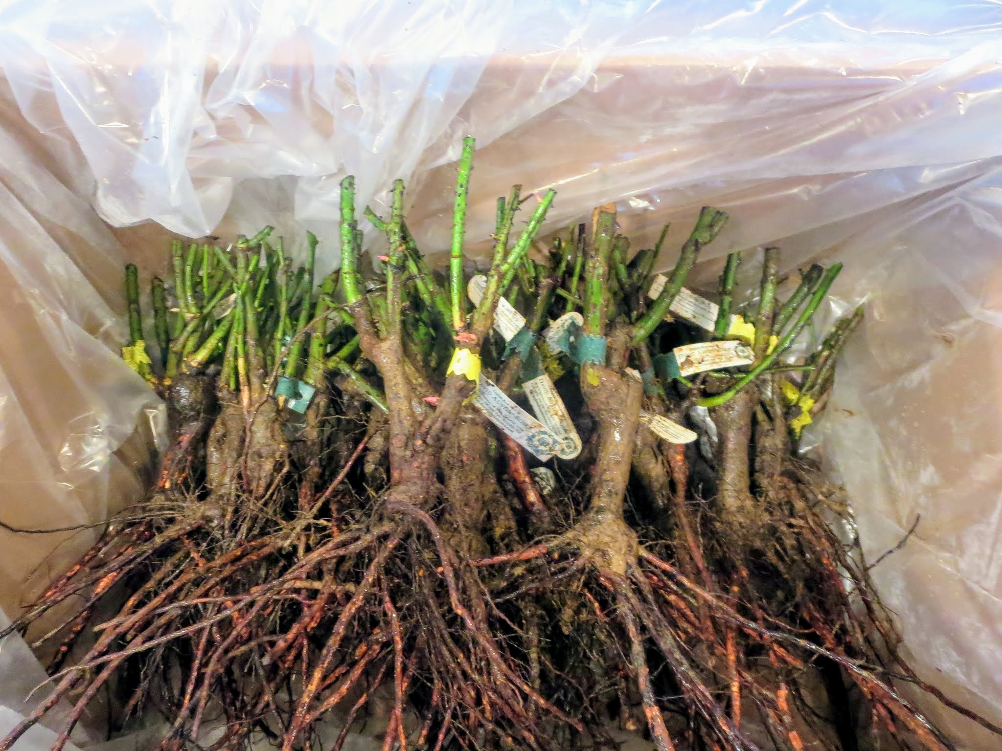 玫瑰不容易种活,玫瑰种植易养活