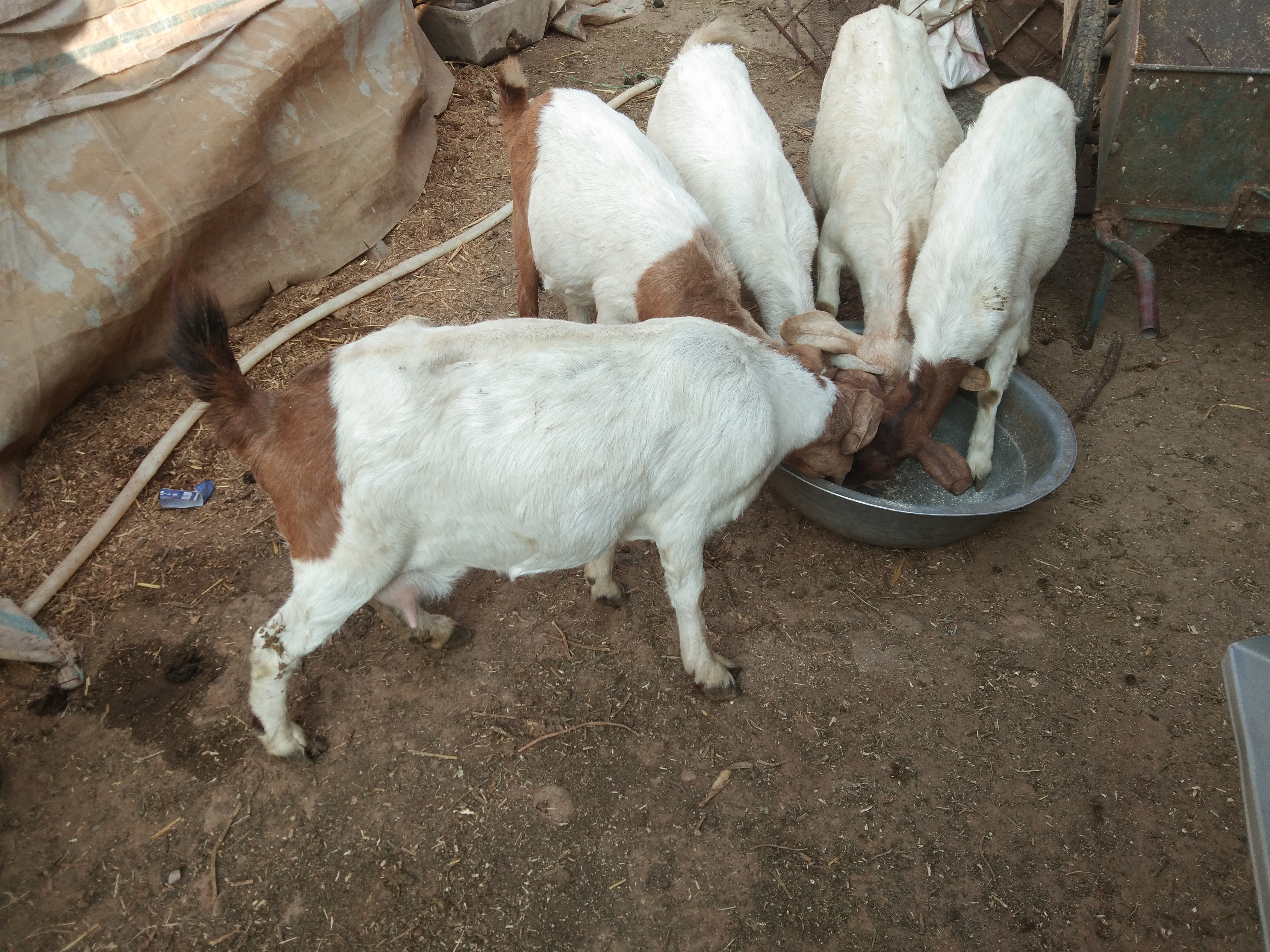 养羊常用的饲料添加剂,羊饲料中添加哪些药
