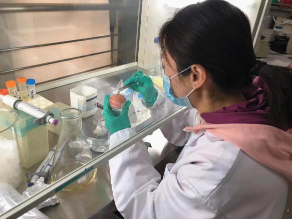 沙门氏杆菌家禽怎么预防,养殖场沙门氏菌预防方法