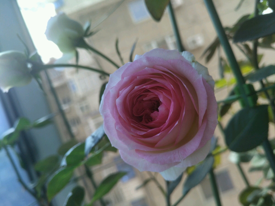 花盆中的羊粪异味闻到头晕，怎么去除呢？自制无臭味的养花肥料